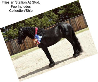 Friesian Stallion At Stud. Fee Includes Collection/Ship