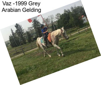 Vaz -1999 Grey Arabian Gelding