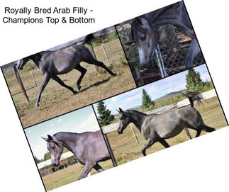 Royally Bred Arab Filly - Champions Top & Bottom