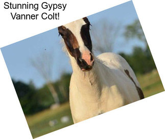 Stunning Gypsy Vanner Colt!