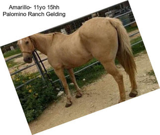 Amarillo- 11yo 15hh Palomino Ranch Gelding