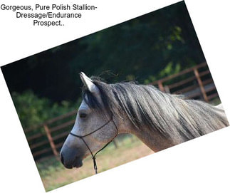 Gorgeous, Pure Polish Stallion- Dressage/Endurance Prospect..