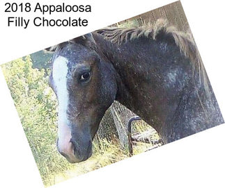 2018 Appaloosa Filly \