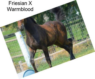 Friesian X Warmblood