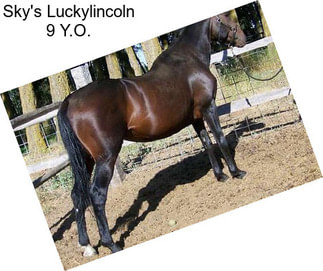 Sky\'s Luckylincoln 9 Y.O.