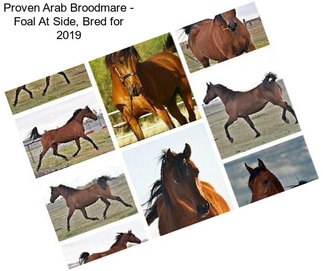 Proven Arab Broodmare - Foal At Side, Bred for 2019