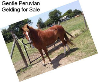 Gentle Peruvian Gelding for Sale