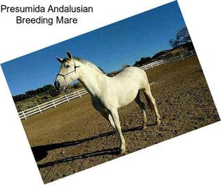 Presumida Andalusian Breeding Mare