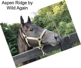 Aspen Ridge by Wild Again