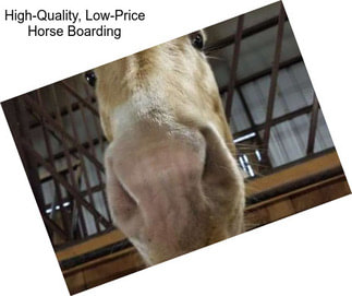 High-Quality, Low-Price Horse Boarding