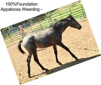 100%Foundation Appaloosa Weanling -