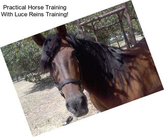 Practical Horse Training With Luce Reins Training!