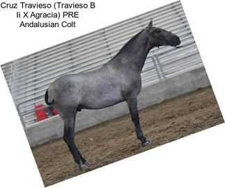 Cruz Travieso (Travieso B Ii X Agracia) PRE Andalusian Colt