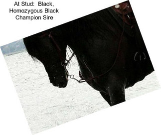 At Stud:  Black, Homozygous Black Champion Sire