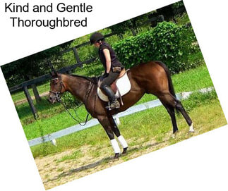 Kind and Gentle Thoroughbred