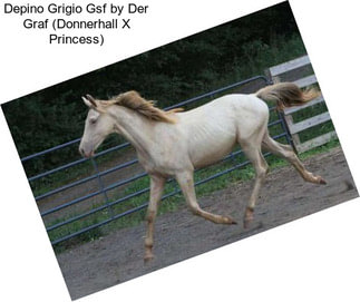 Depino Grigio Gsf by Der Graf (Donnerhall X Princess)