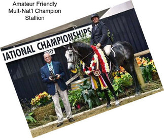 Amateur Friendly Mult-Nat\'l Champion Stallion