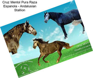 Cruz Mentol Pura Raza Espanola - Andalusian Stallion