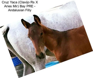 Cruz Yaca (Clavijo Rs X Aries Mir) Bay PRE - Andalusian Filly