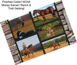 Finished Cutter! NCHA Money Earner! Ranch & Trail Gelding!