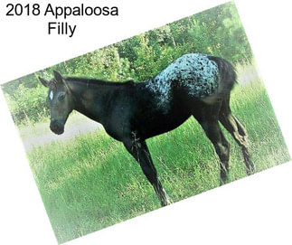 2018 Appaloosa Filly