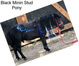 Black Minin Stud Pony