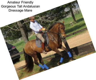 Amateur Friendly Gorgeous Tall Andalusian Dressage Mare