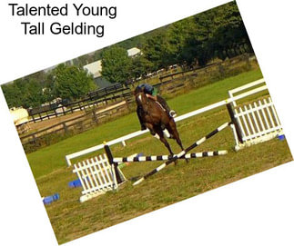 Talented Young Tall Gelding