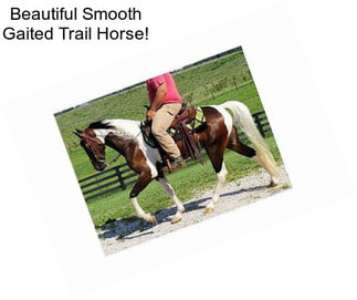 Beautiful Smooth Gaited Trail Horse!