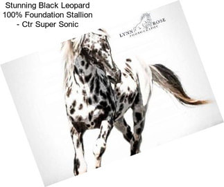 Stunning Black Leopard 100% Foundation Stallion - Ctr Super Sonic