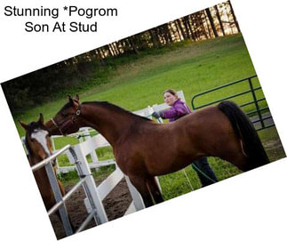 Stunning *Pogrom Son At Stud