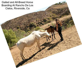 Gaited and All-Breed Horse Boarding At Rancho De Los Cielos, Riverside, Ca