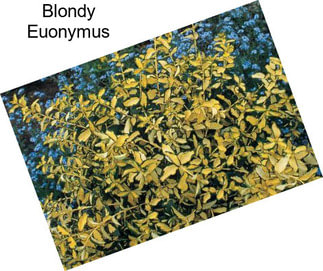 Blondy Euonymus