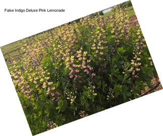 False Indigo Deluxe Pink Lemonade