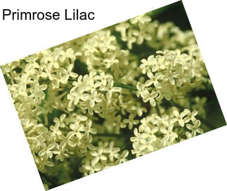 Primrose Lilac