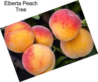 Elberta Peach Tree