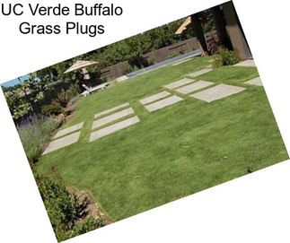 UC Verde Buffalo Grass Plugs