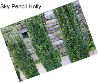 Sky Pencil Holly
