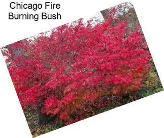 Chicago Fire Burning Bush