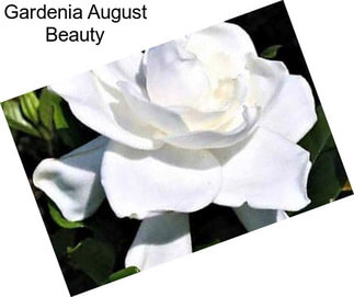 Gardenia August Beauty