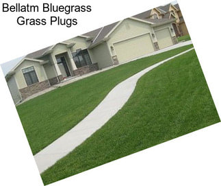 Bellatm Bluegrass Grass Plugs