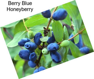 Berry Blue Honeyberry