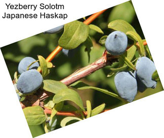 Yezberry Solotm Japanese Haskap