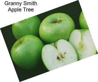 Granny Smith Apple Tree