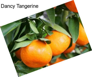 Dancy Tangerine