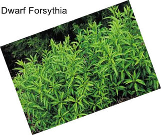 Dwarf Forsythia