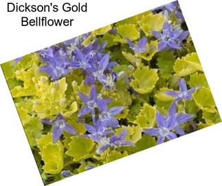 Dickson\'s Gold Bellflower