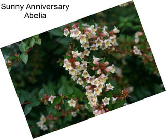 Sunny Anniversary Abelia