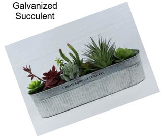 Galvanized Succulent