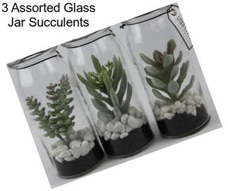 3 Assorted Glass Jar Succulents
